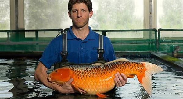 Biosecure Koi